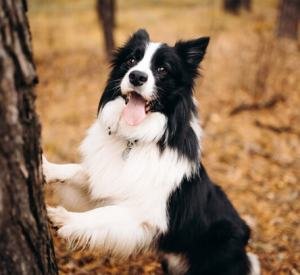 Collie