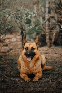 German Shephard Age 45 Days