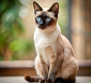 Siamese 